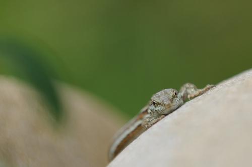 lézard des murailles femelle