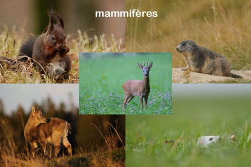 Lot mammifères