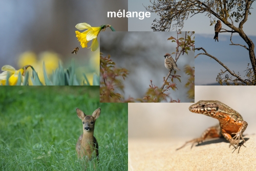 Lot mélange