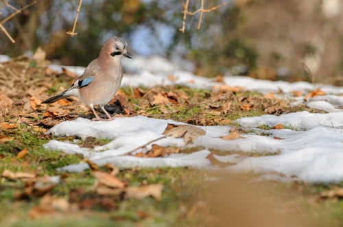 calendrier mural 2025